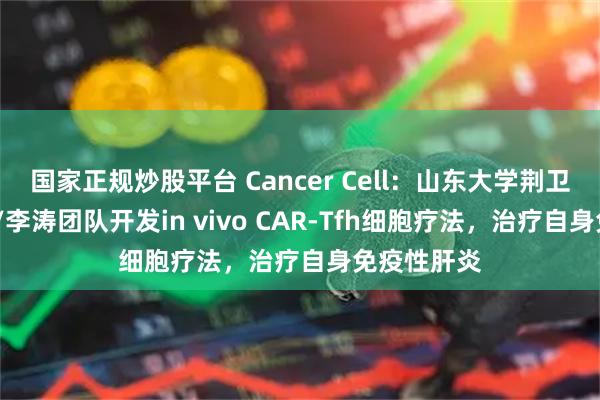 国家正规炒股平台 Cancer Cell：山东大学荆卫强/姜新义/李涛团队开发in vivo CAR-Tfh细胞疗法，治疗自身免疫性肝炎